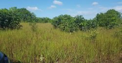 Lease Land In Linden