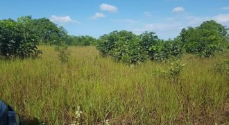 Lease Land In Linden